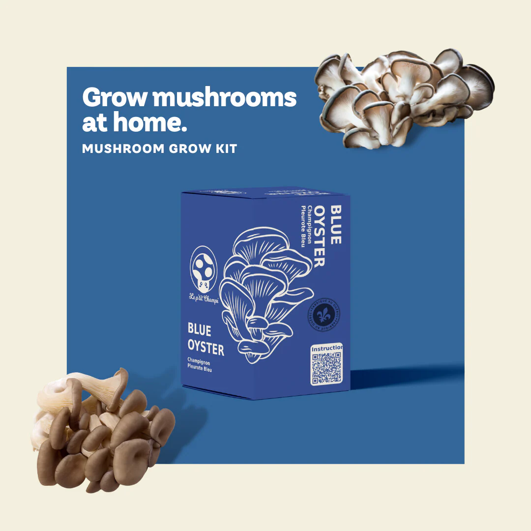 Blue Oyster Mushroom Kit - Image 3