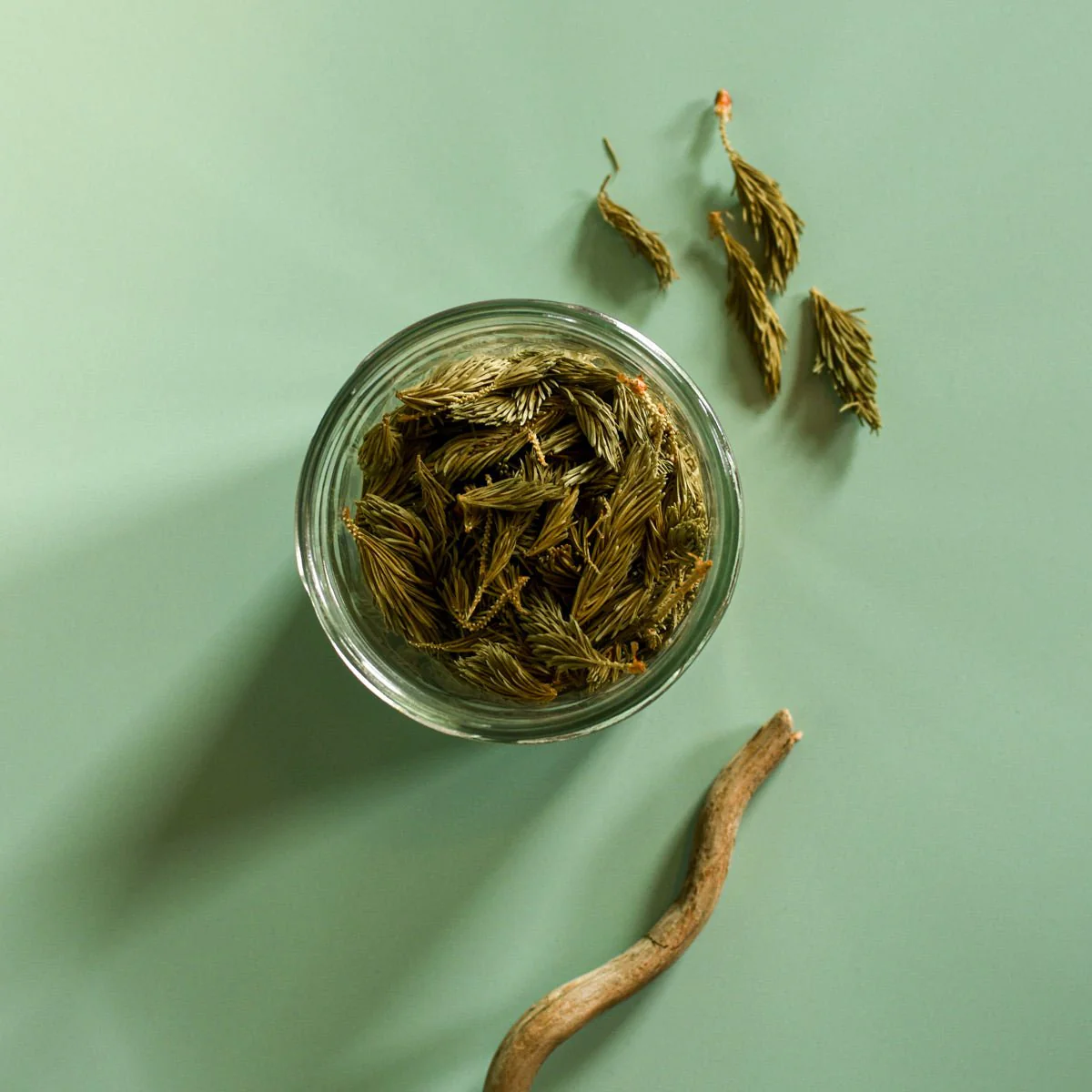 Épinette blanche, pousse - Image 3