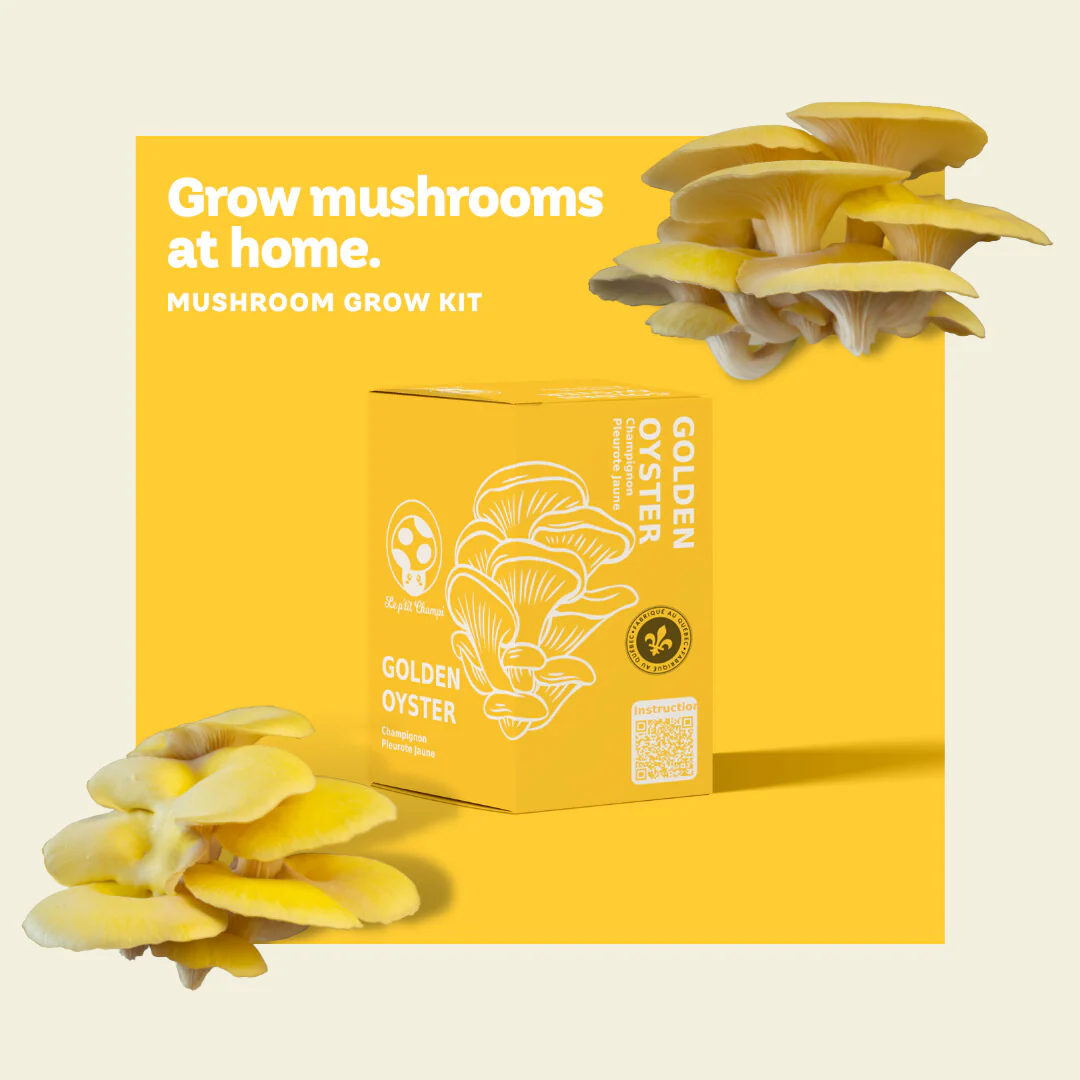 Golden Oyster Mushroom Kit - Image 3