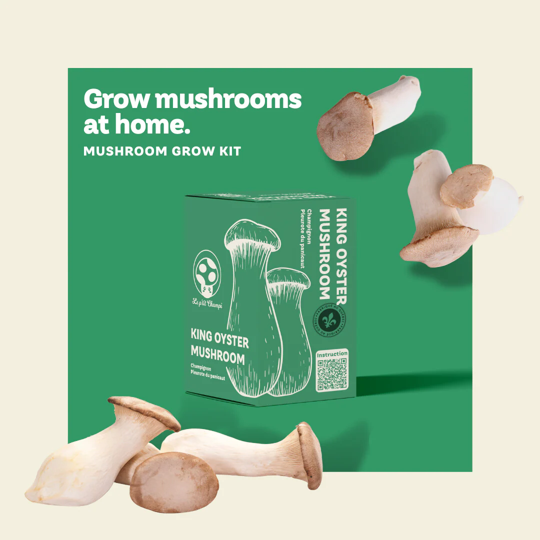 King Oyster Mushroom Kit - Image 3