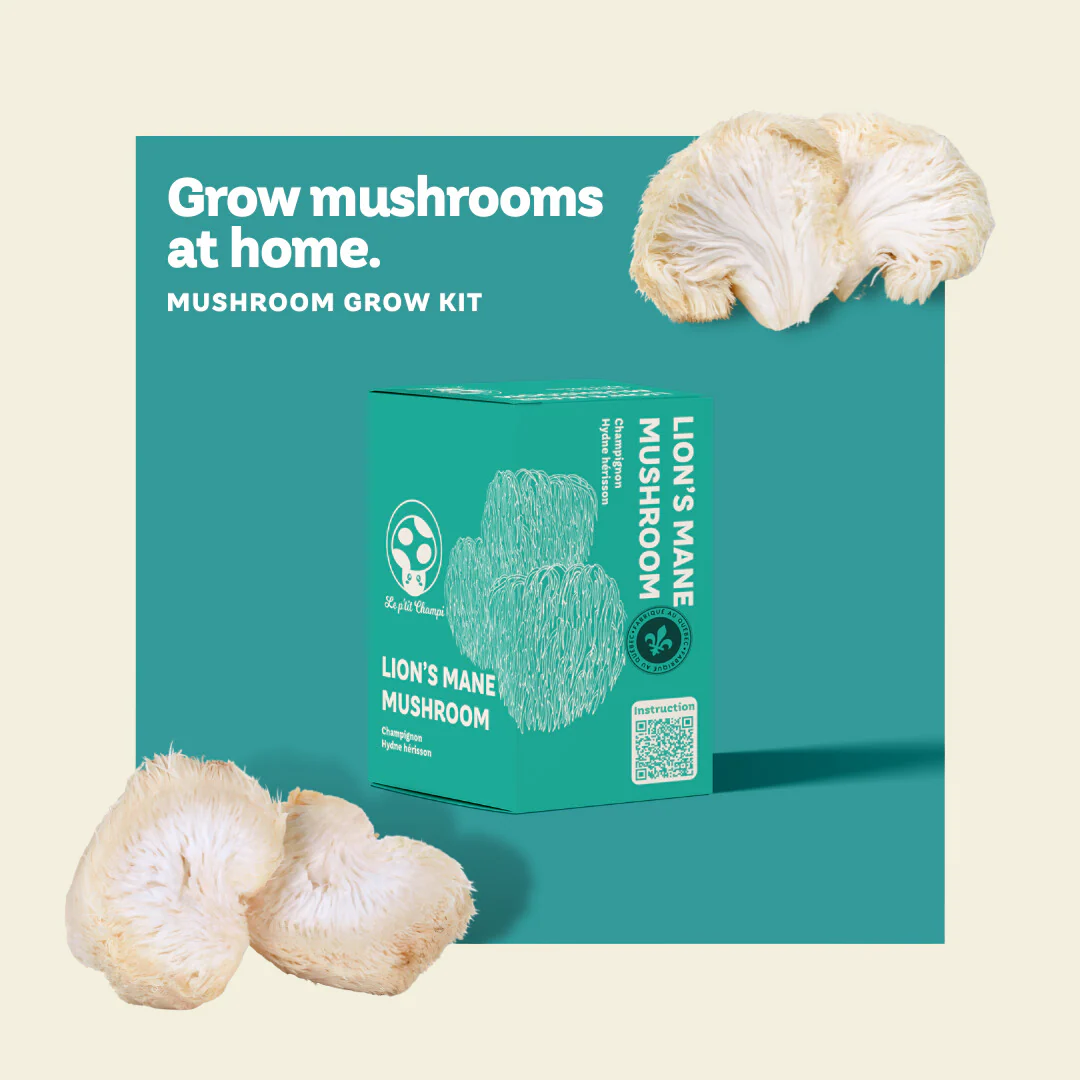 Lion's Mane Mushroom Kit - Image 3
