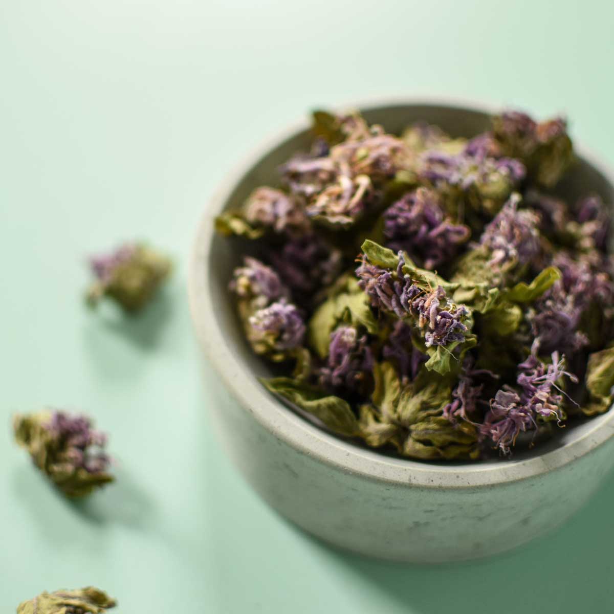 Monarde fistuleuse, fleur - Image 3