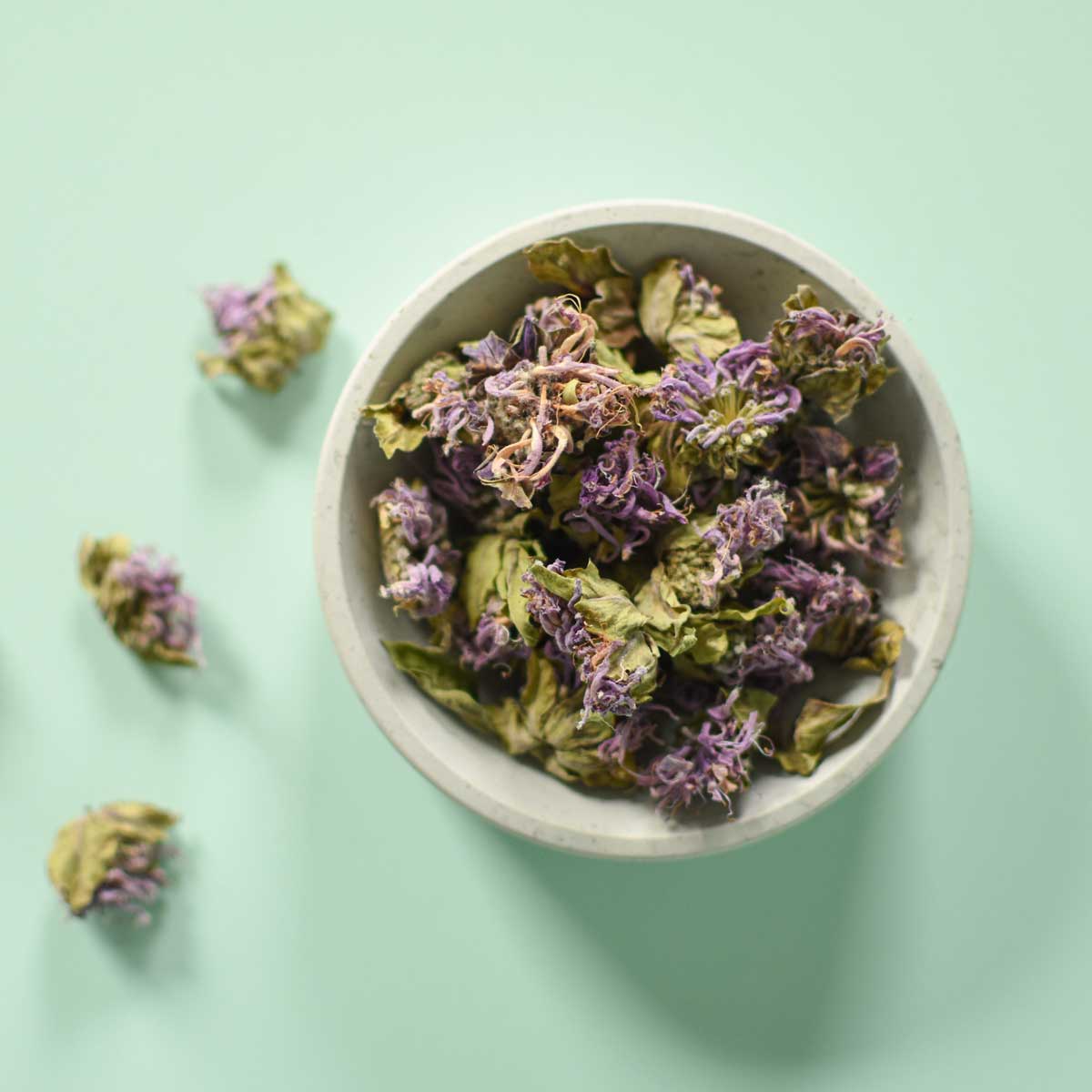 Monarde fistuleuse, fleur - Image 4