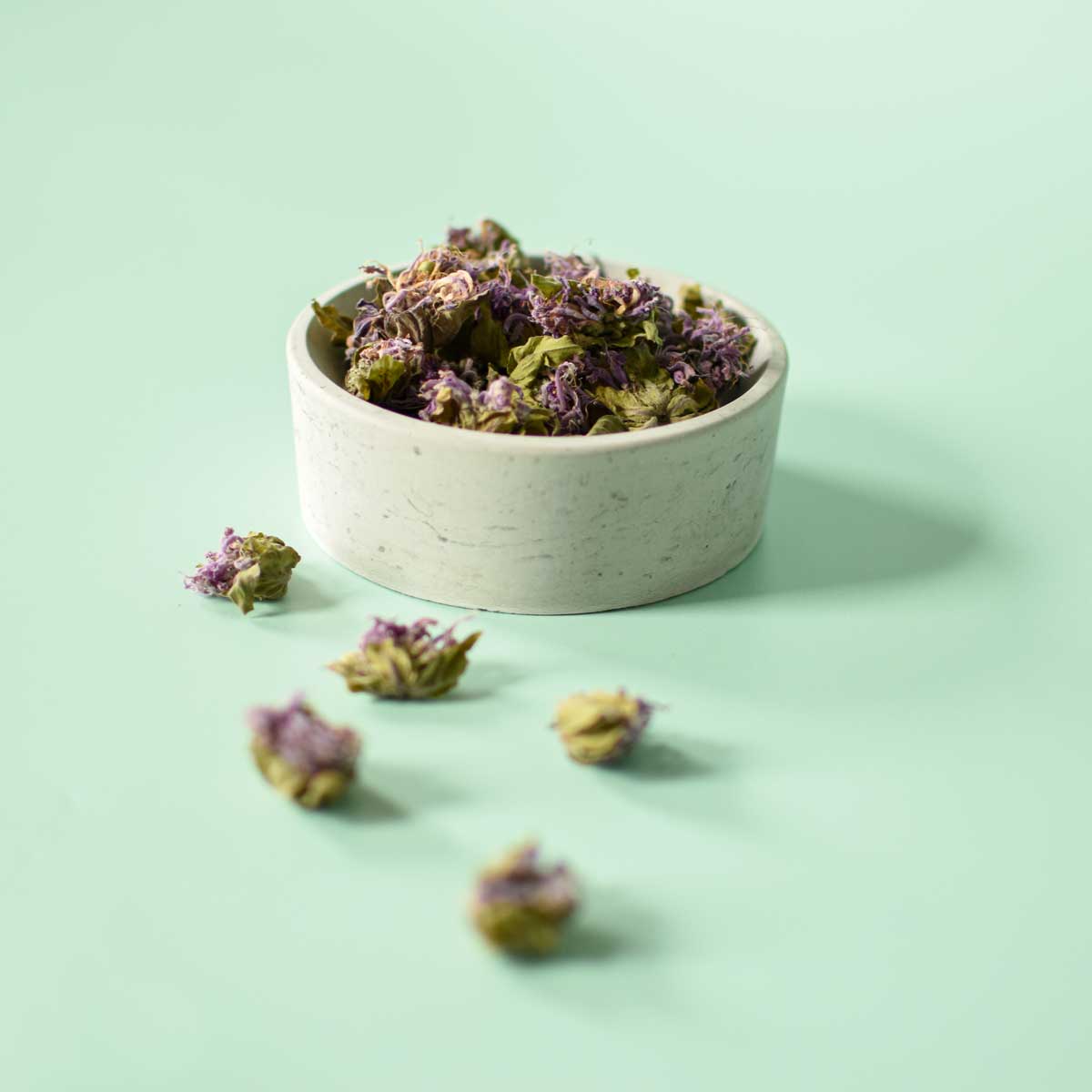 Monarde fistuleuse, fleur - Image 5