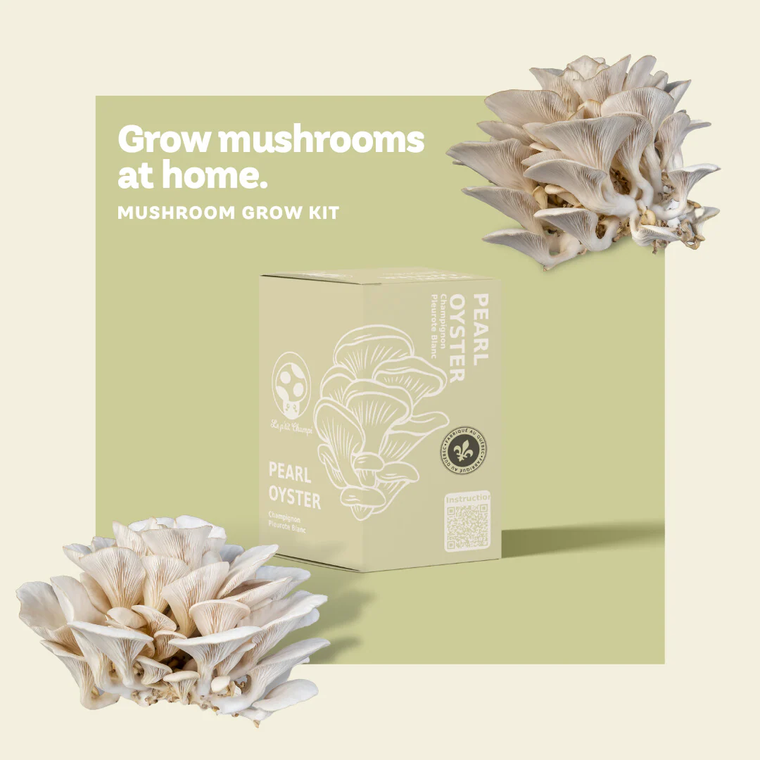 Pearl Oyster Mushroom Kit - Image 3