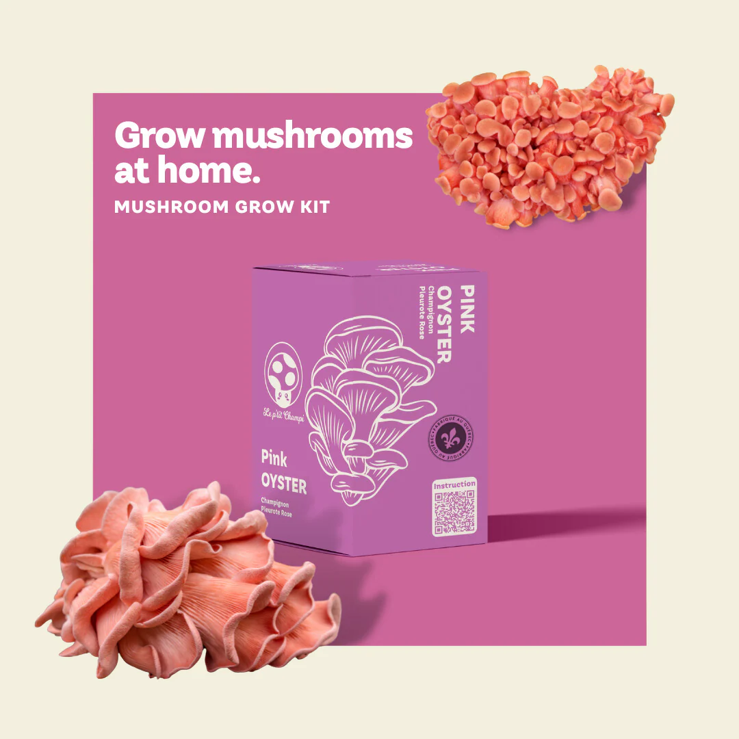 Pink Oyster Mushroom Kit - Image 3