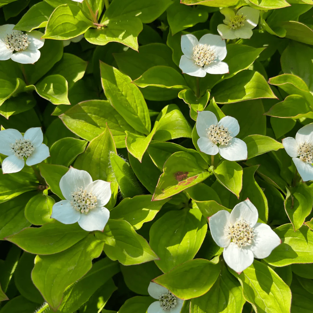 Quatre-temps, feuille - Image 3