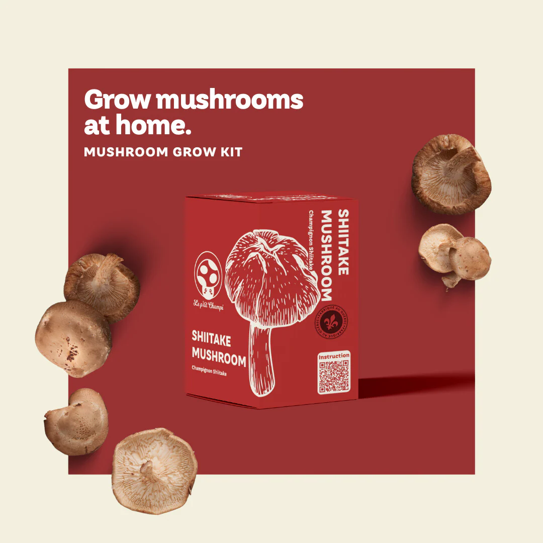 Shiitake Mushroom Kit - Image 3